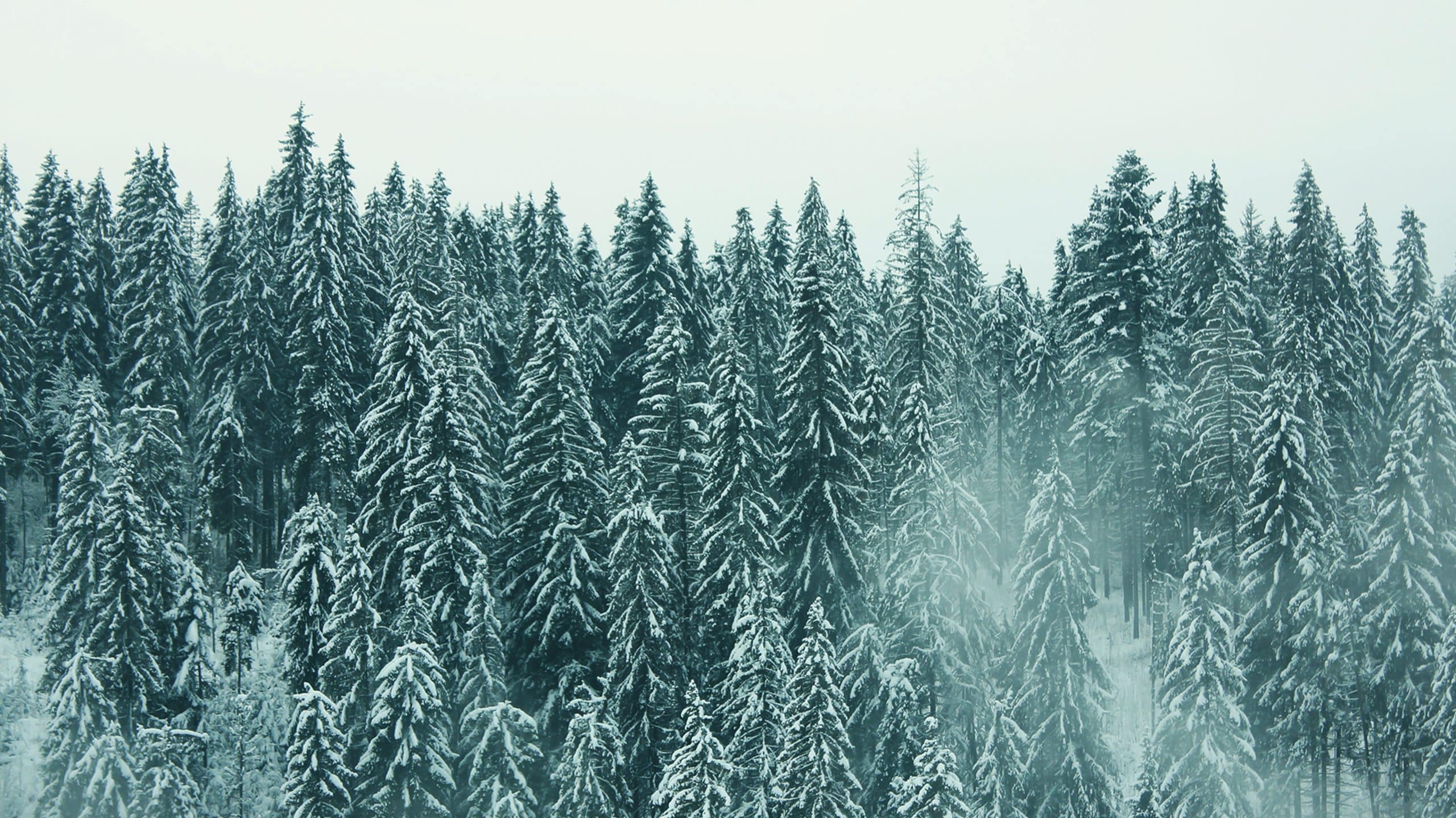 How To Cultivate Peace And Joy This Christmas