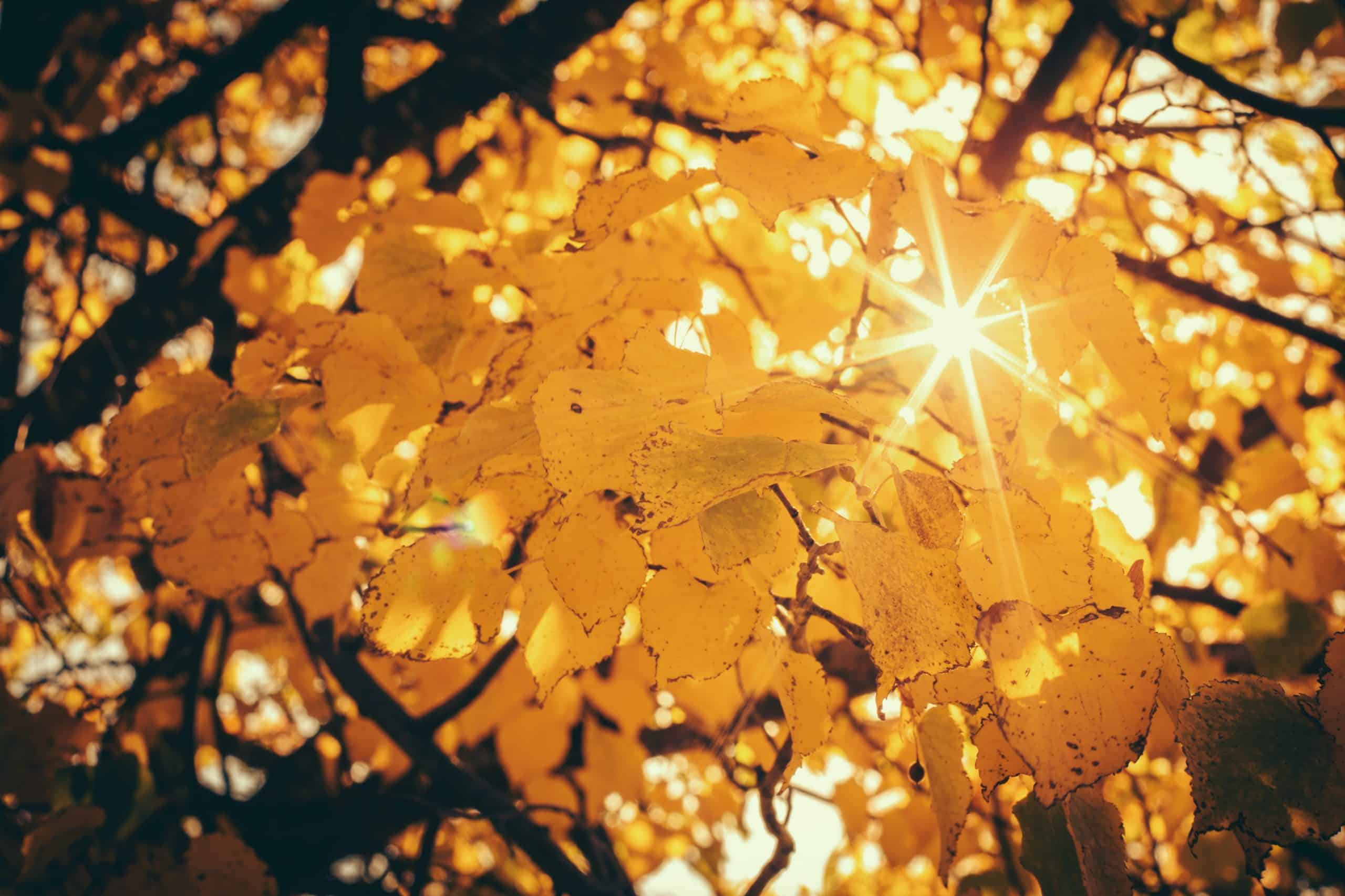 Bible Verses For Thanksgiving