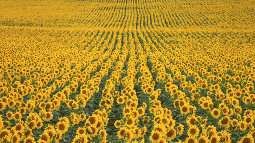 A Mother’s Day Prayer