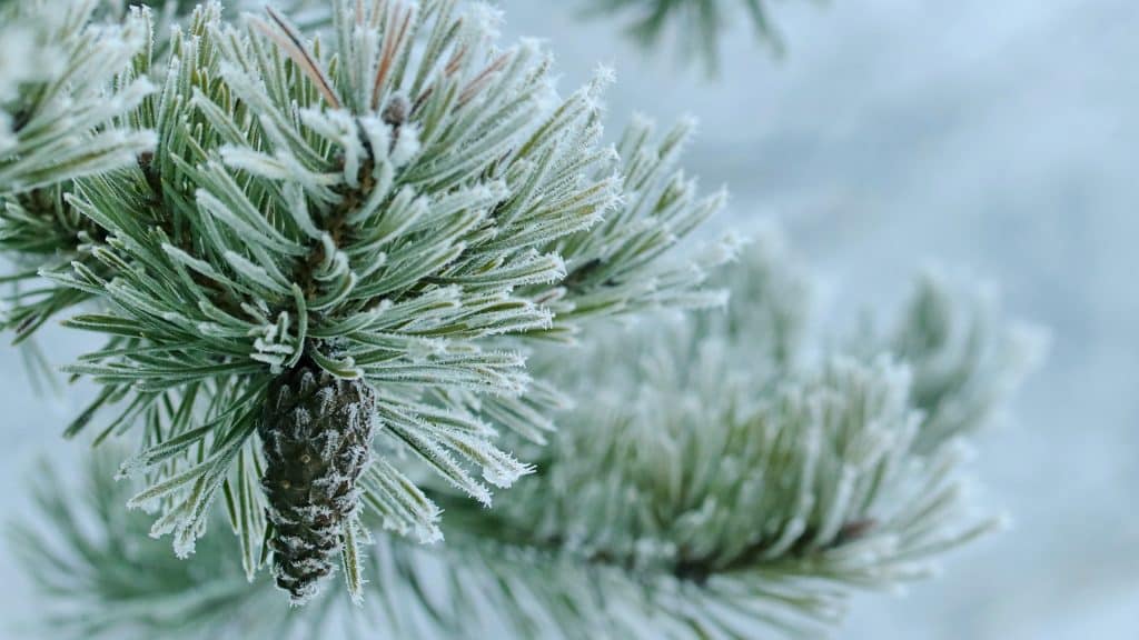 How To Cultivate Peace And Joy This Christmas