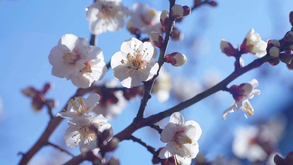 Good Morning Bible Verses