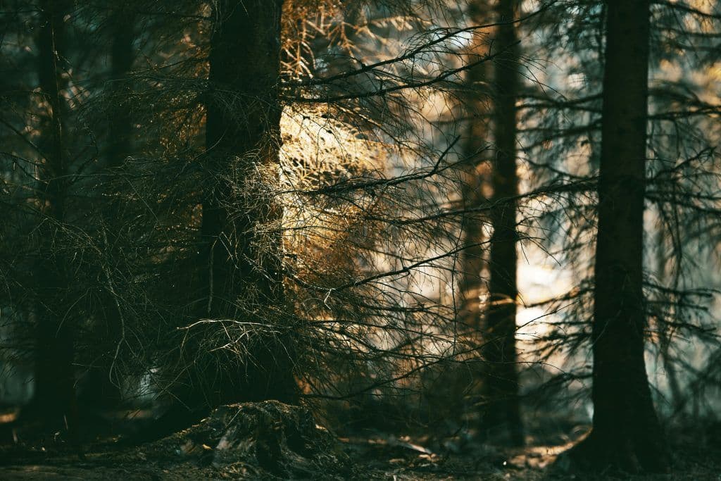 Words Of Wisdom: Tune Your Ear To Wisdom