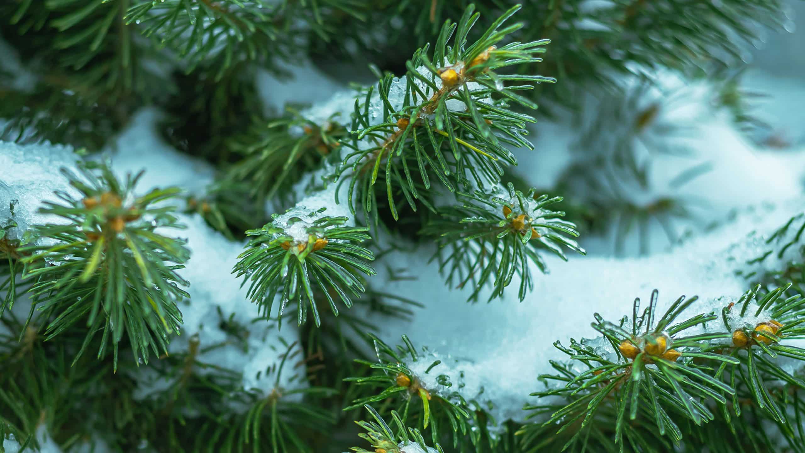 24 Christmas Bible Verses For Meditation