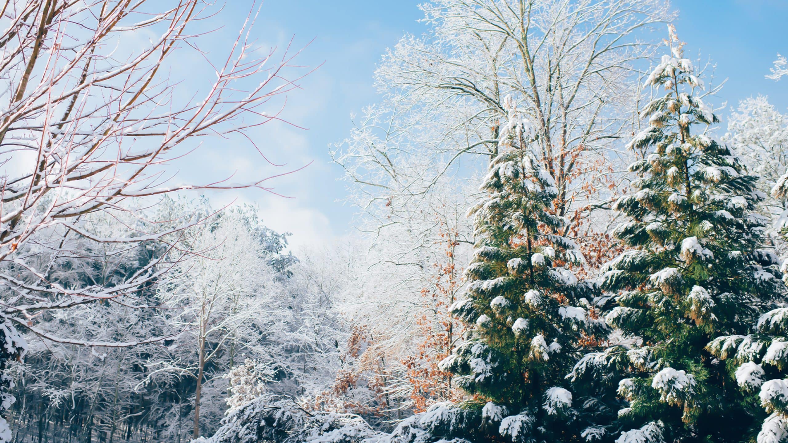 The Story of Christmas in The Bible