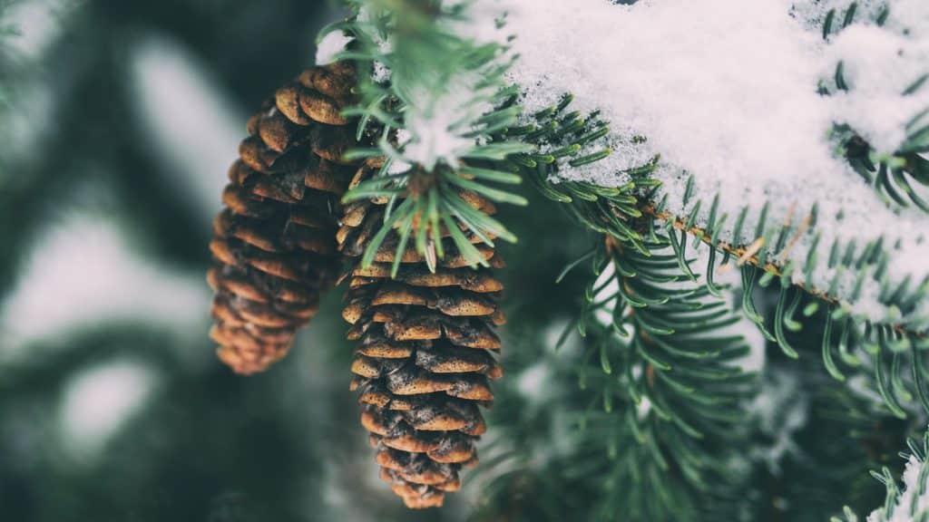 24 Christmas Bible Verses For Meditation