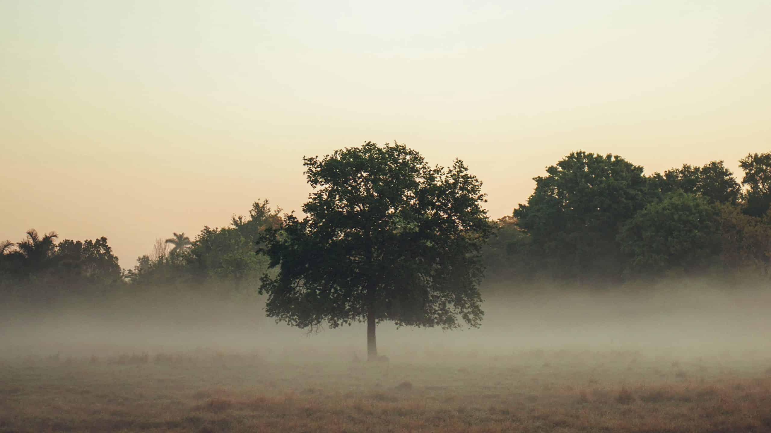 Good Morning Bible Verses