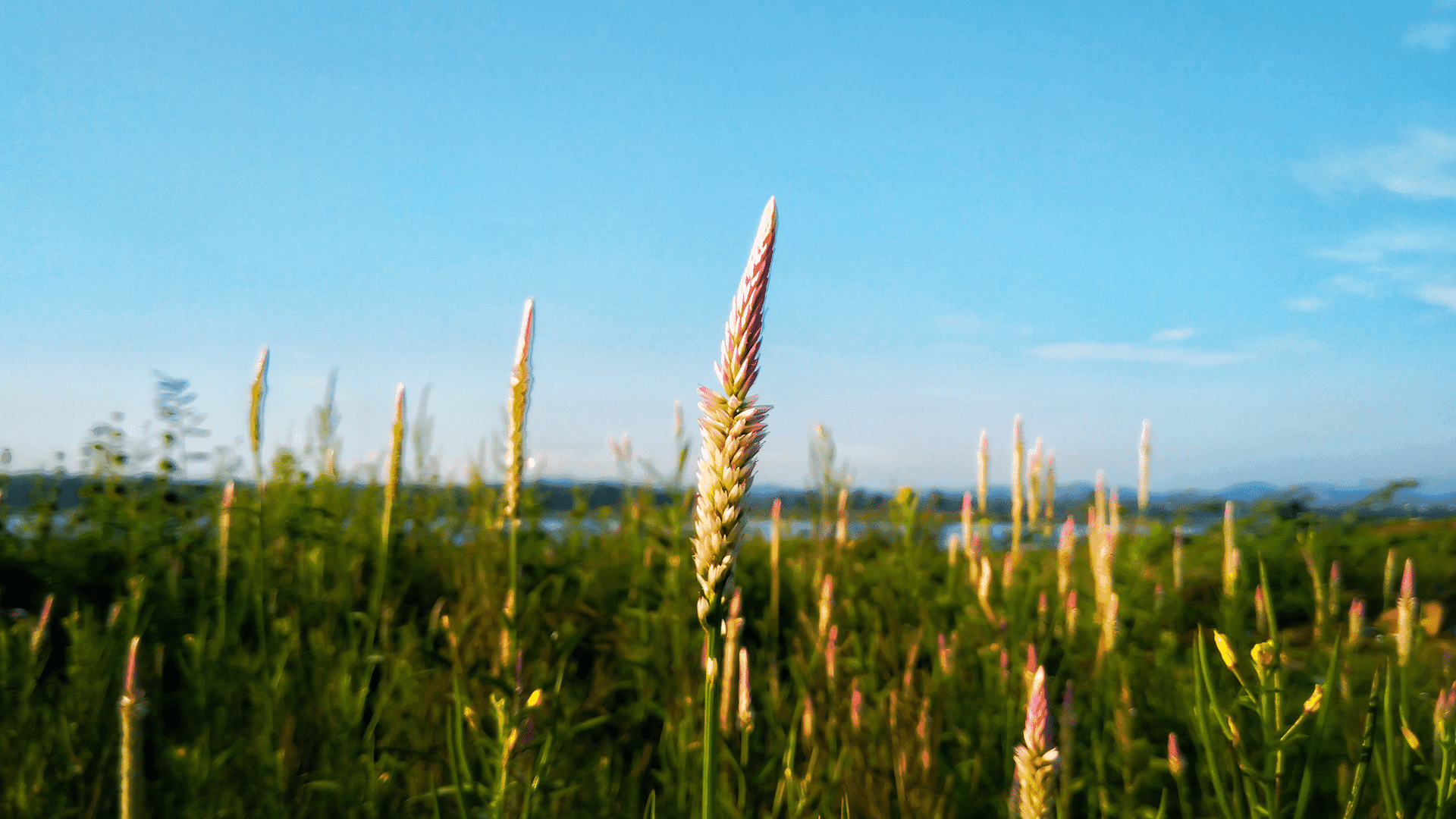 What Does The Bible Say About Stewardship?