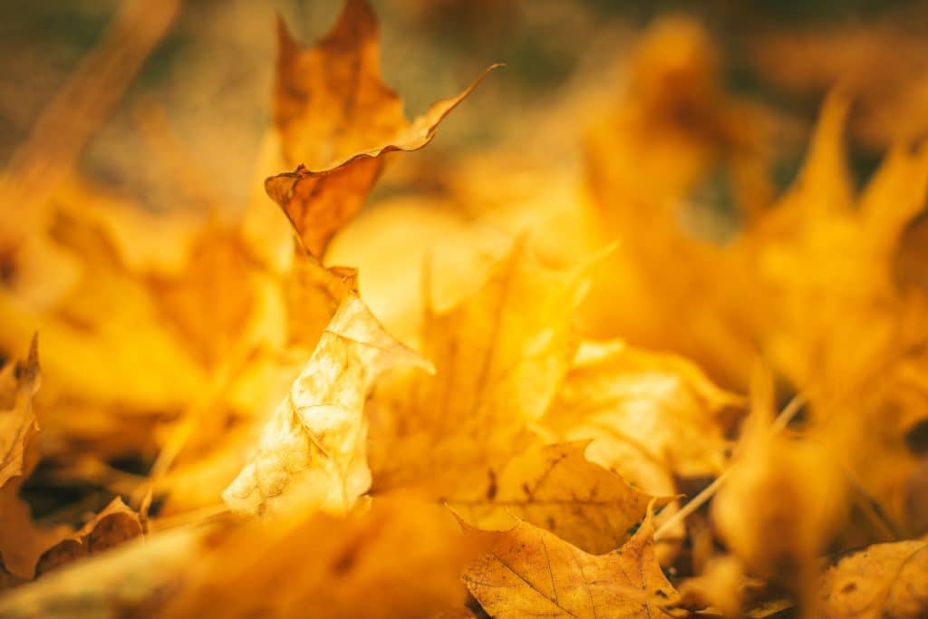 Bible Verses For Thanksgiving