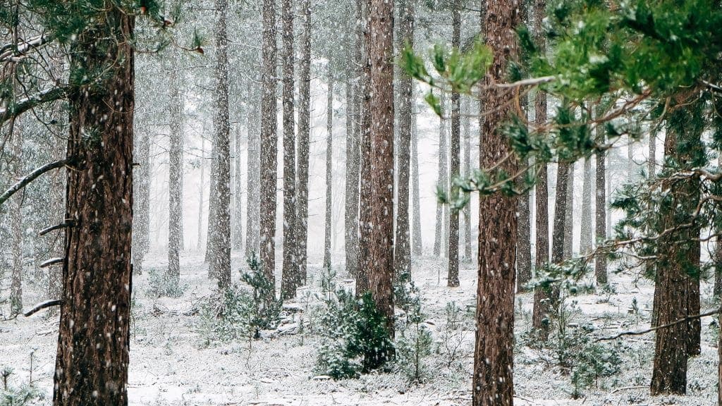 19 Incredible Bible Verses About Jesus Birth
