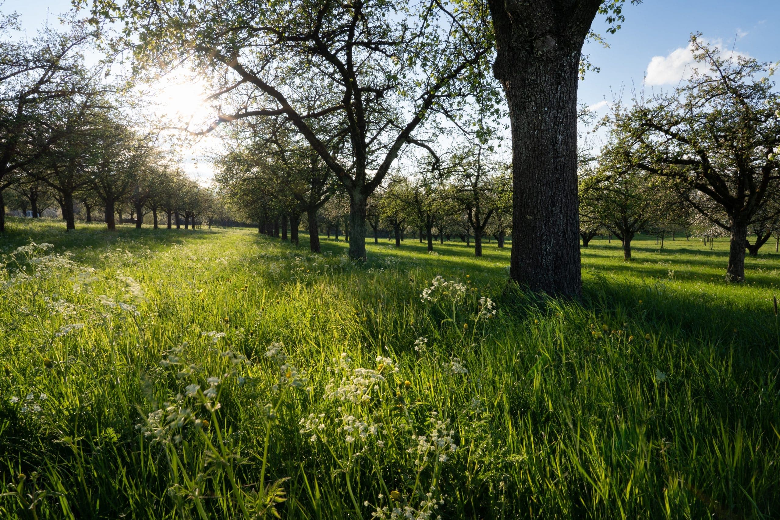 La importancia de la oración en los devocionales diarios